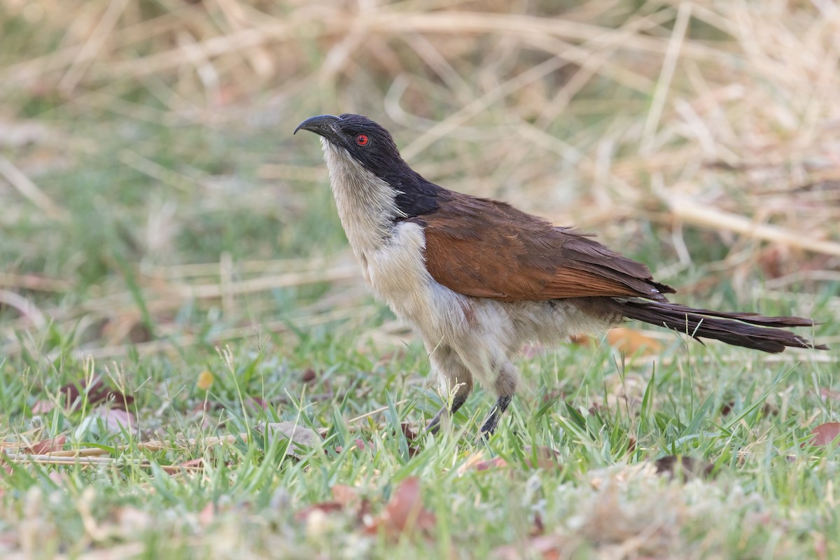 Coppery-tailed Coucal - ML252505521
