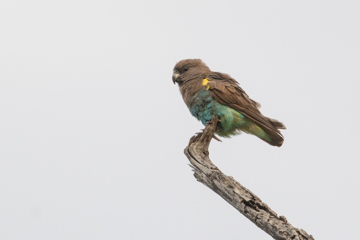 Meyer's Parrot - ML252505781