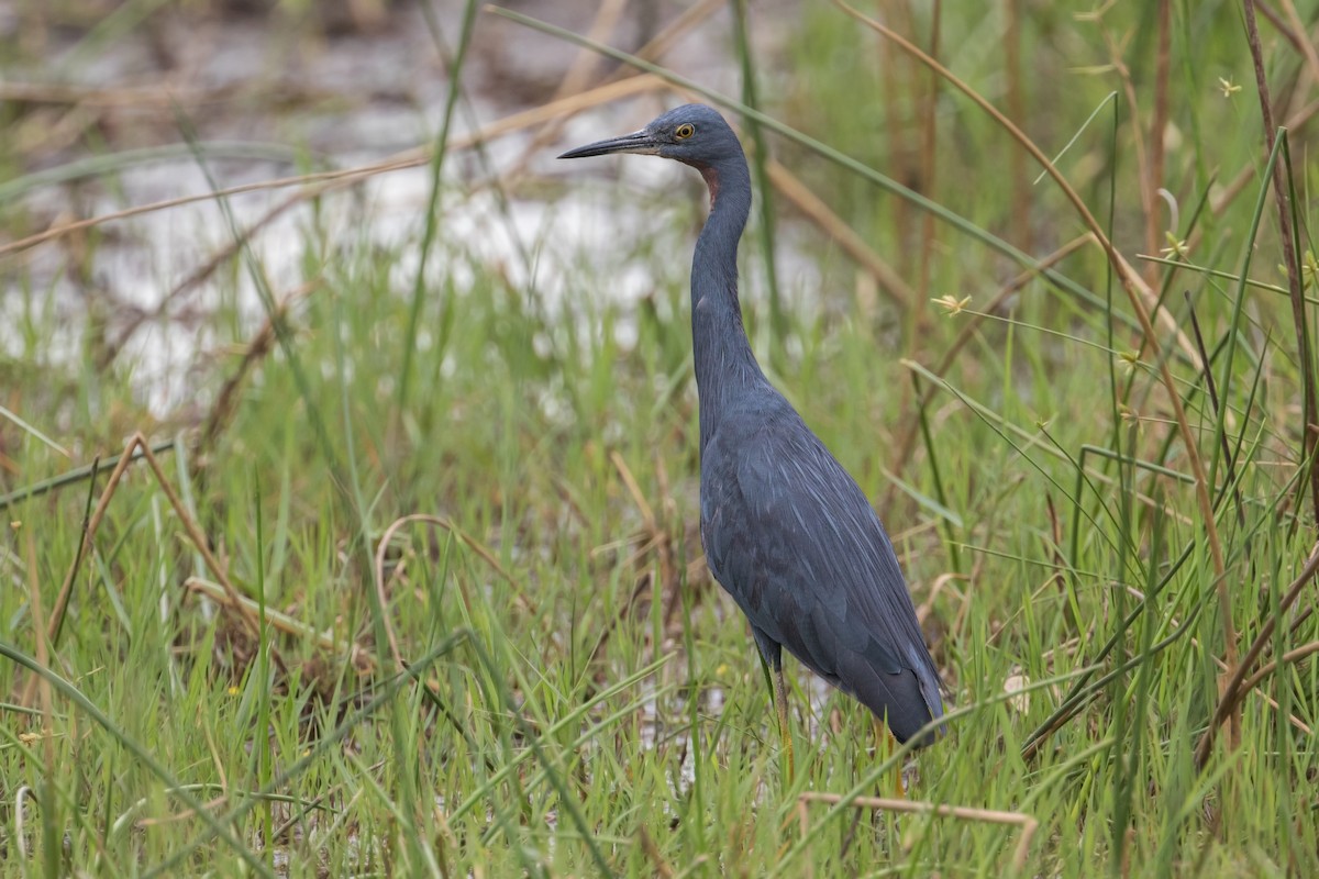 Slaty Egret - ML252506231