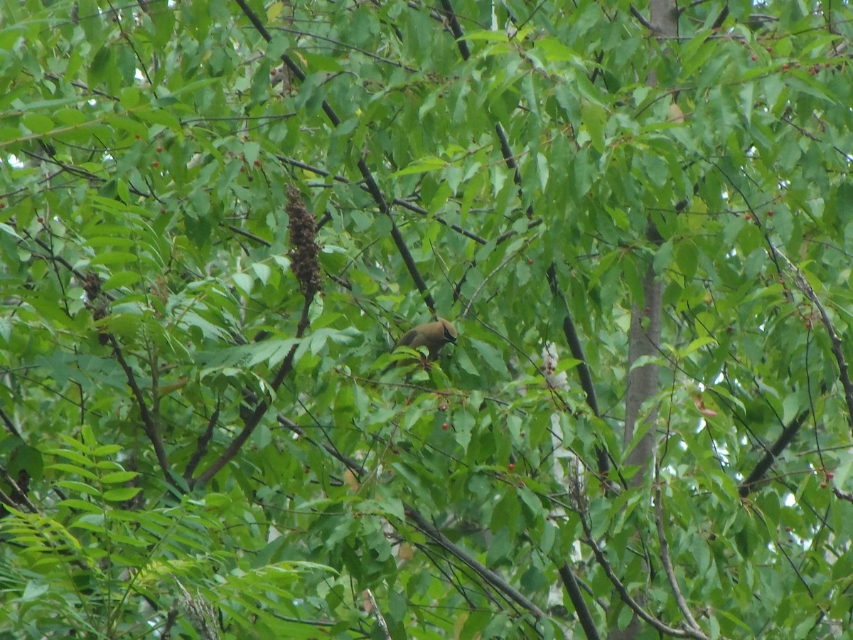 Cedar Waxwing - ML252506371