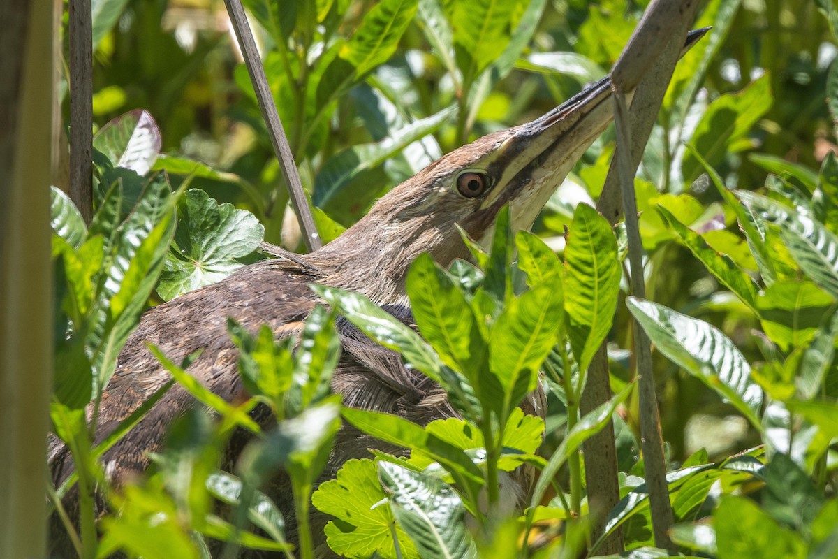 American Bittern - ML252506621