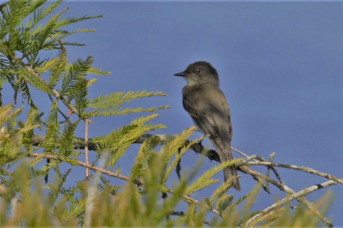 Eastern Wood-Pewee - Jerry Messinger