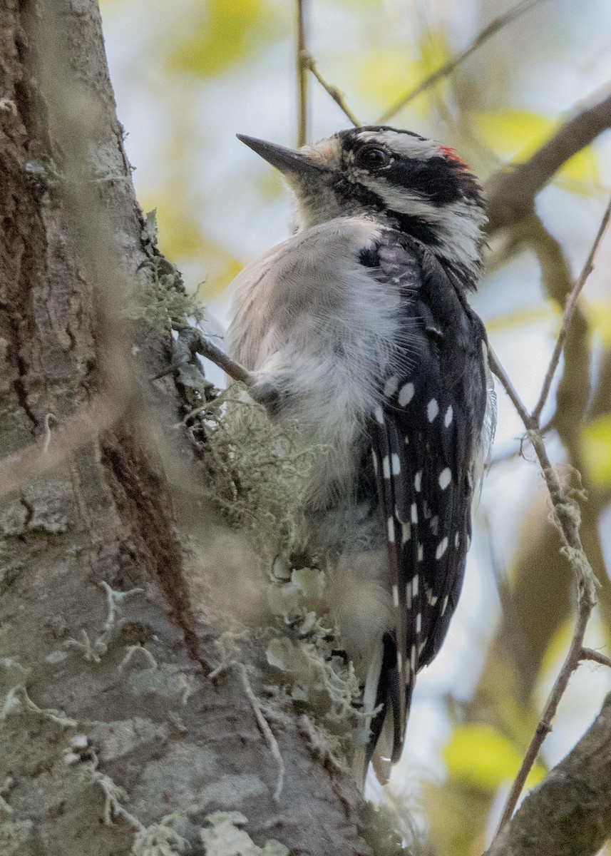 Downy Woodpecker - Jeff Roisman