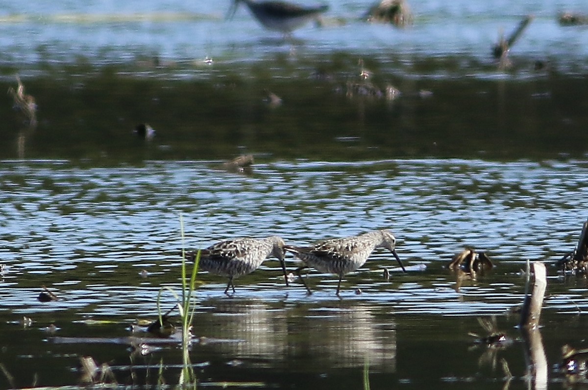 Stilt Sandpiper - ML252508071