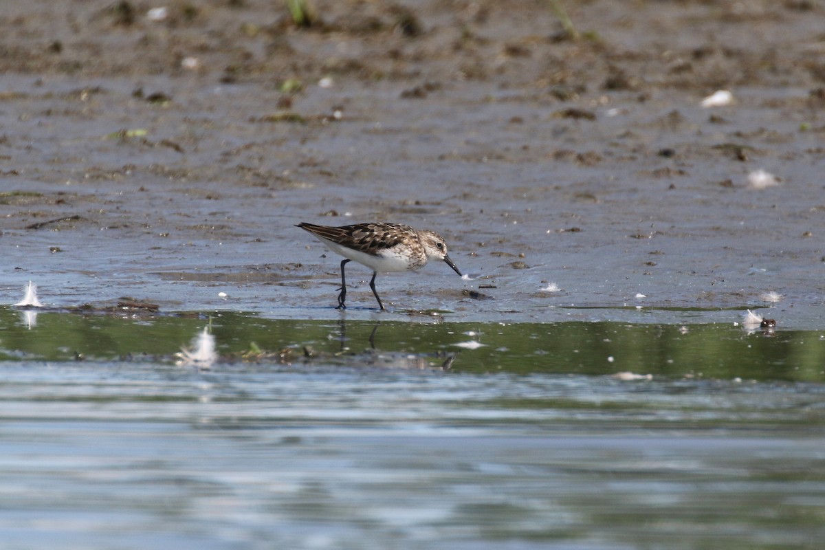 Semipalmated Sandpiper - Denis Tétreault