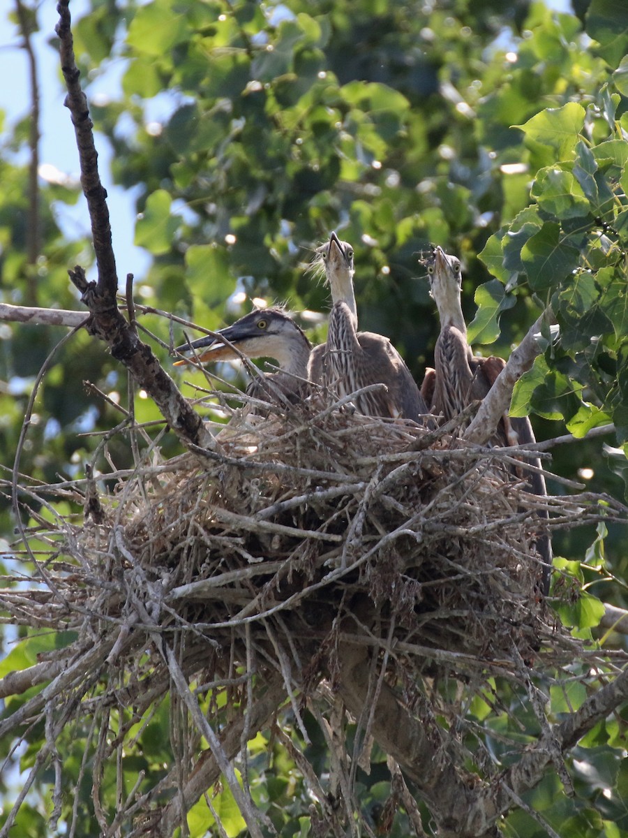 Great Blue Heron - Denis Tétreault