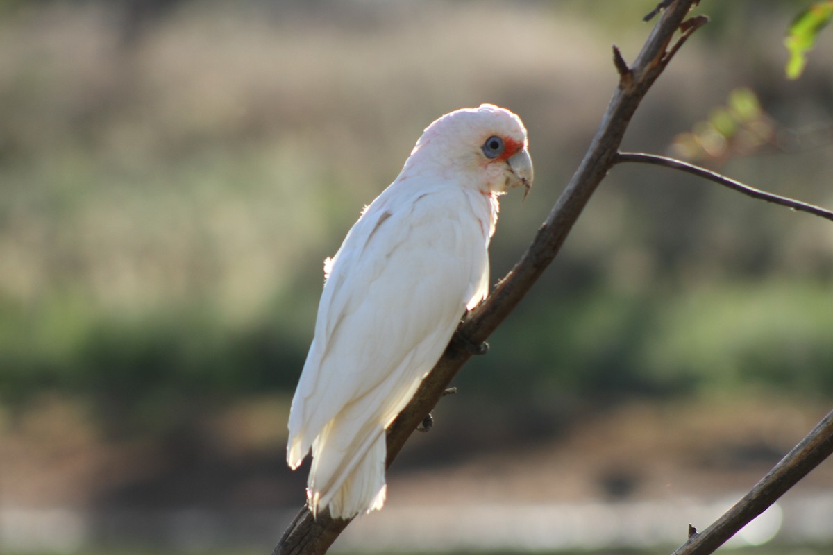 Long-billed Corella - ML25250921