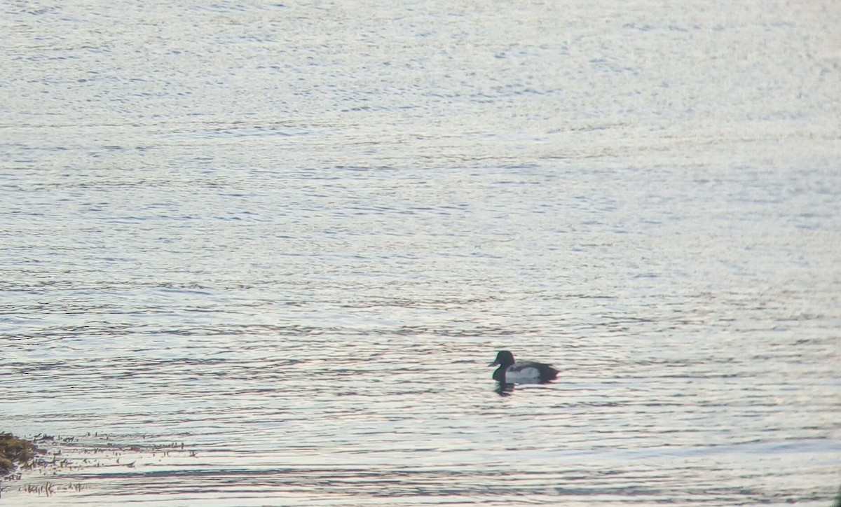 Greater Scaup - ML252509441