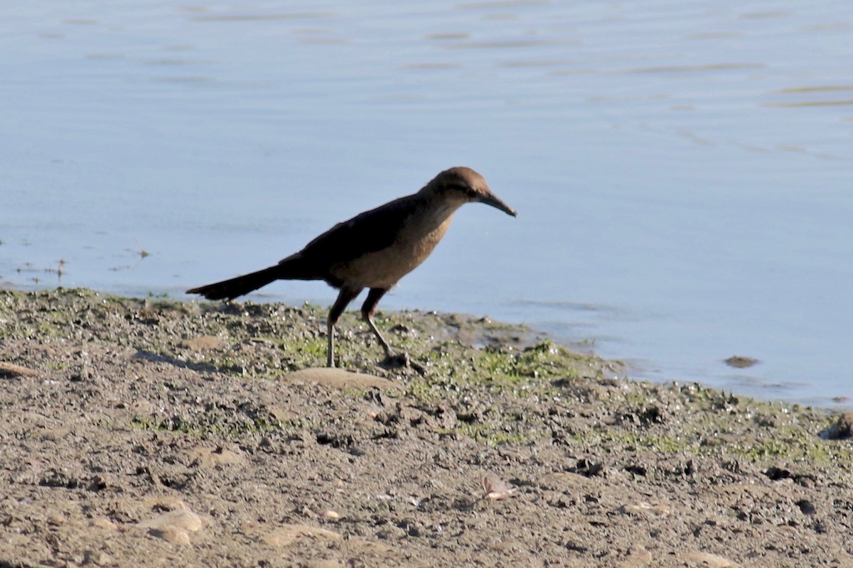 Great-tailed Grackle - ML252511631