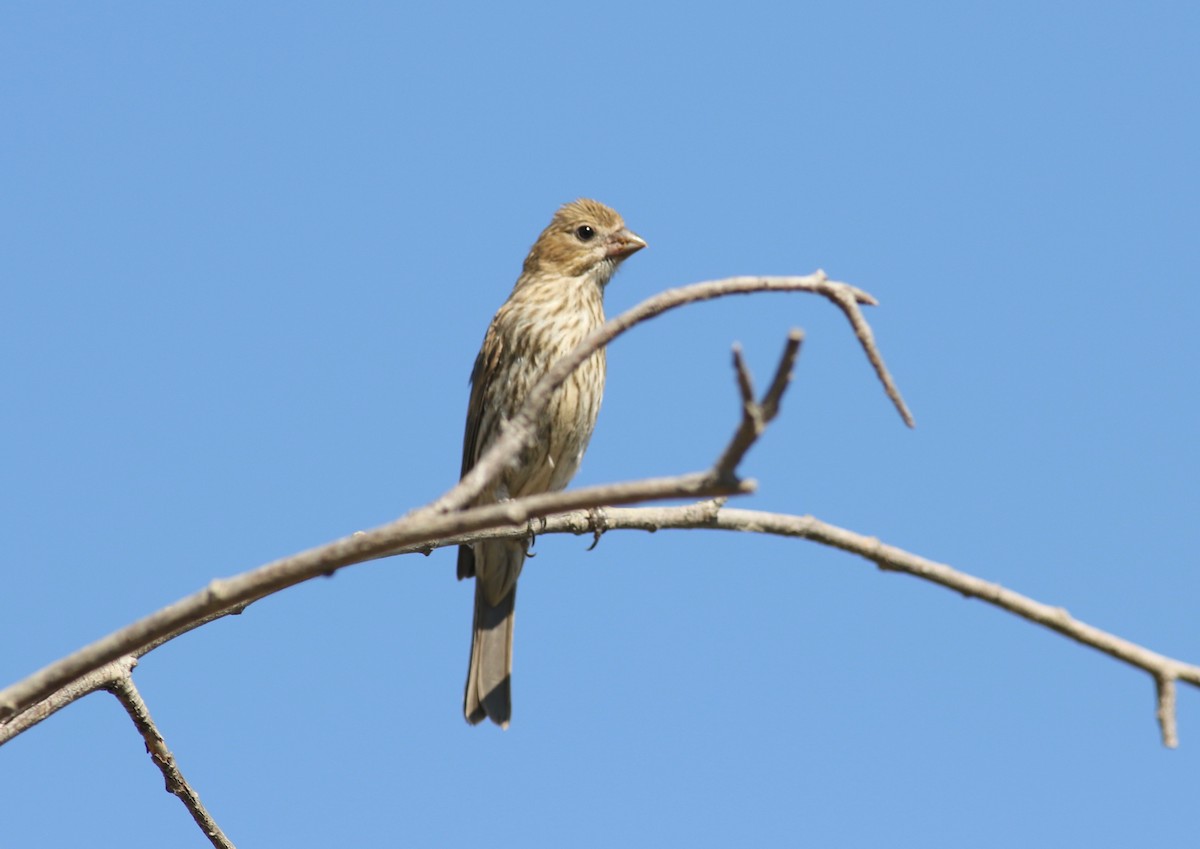 House Finch - ML252511701