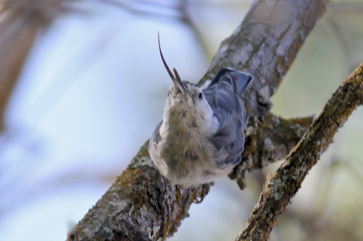 White-breasted Nuthatch - ML252511771