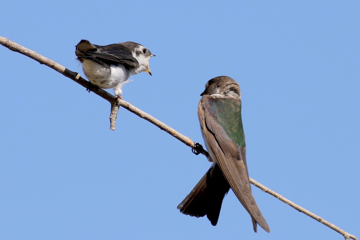 Violet-green Swallow - ML252512221