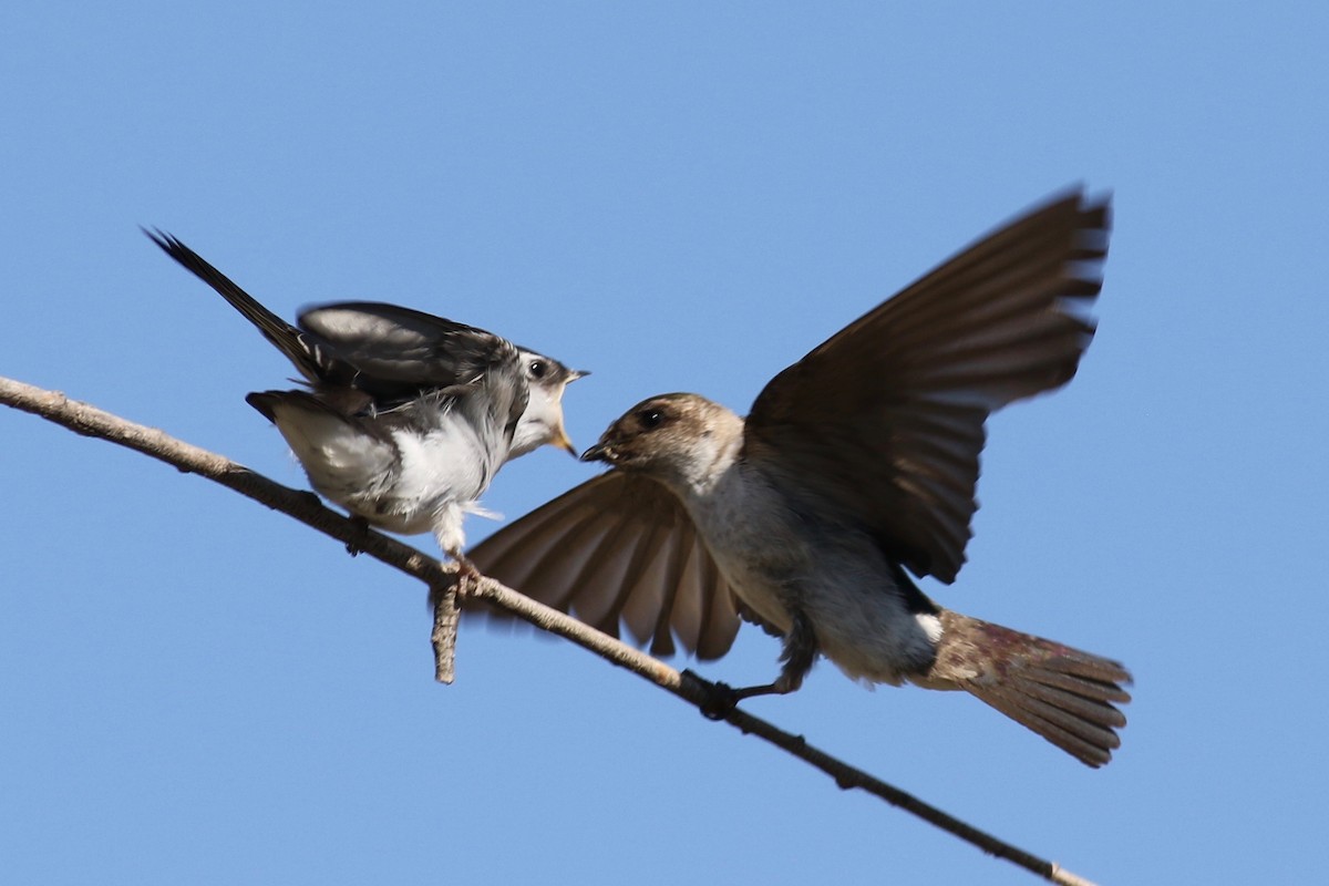 Violet-green Swallow - ML252512231