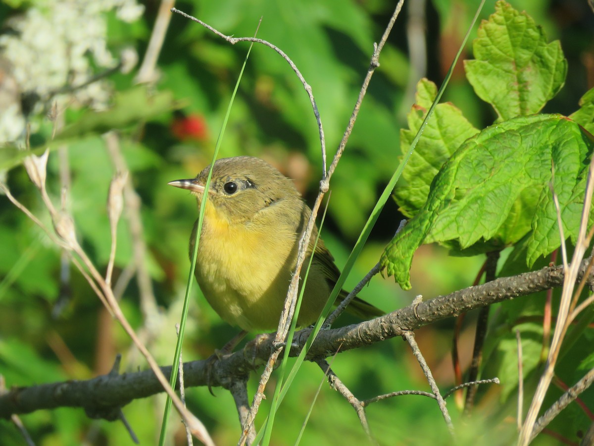 Common Yellowthroat - Kerry Lee Morris-Cormier