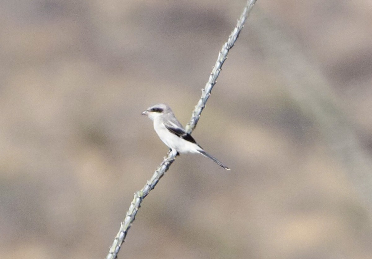 Loggerhead Shrike - ML252515241