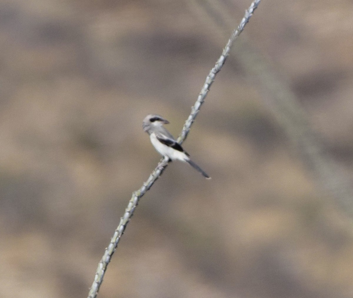 Loggerhead Shrike - ML252515451