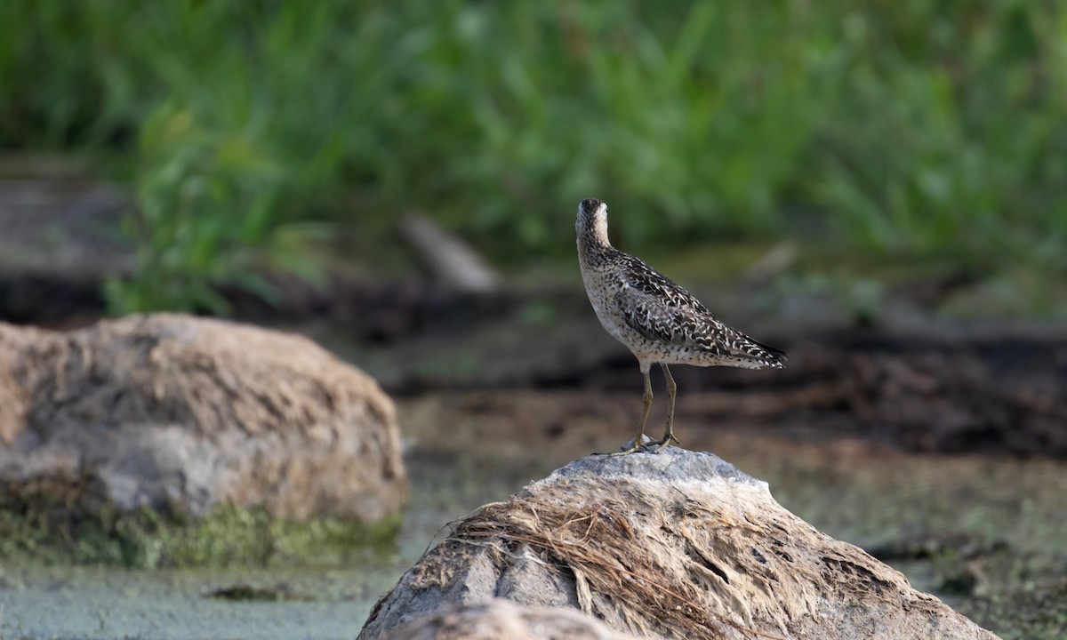 Short-billed Dowitcher - Drew Weber