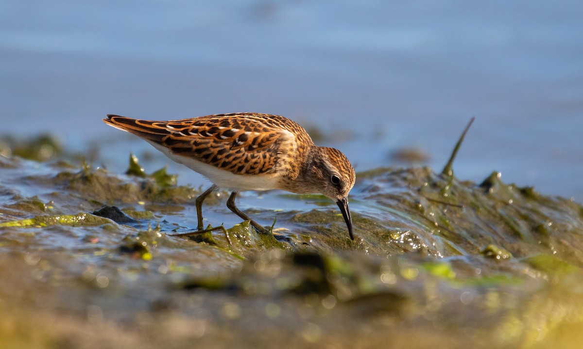 Least Sandpiper - ML252515801