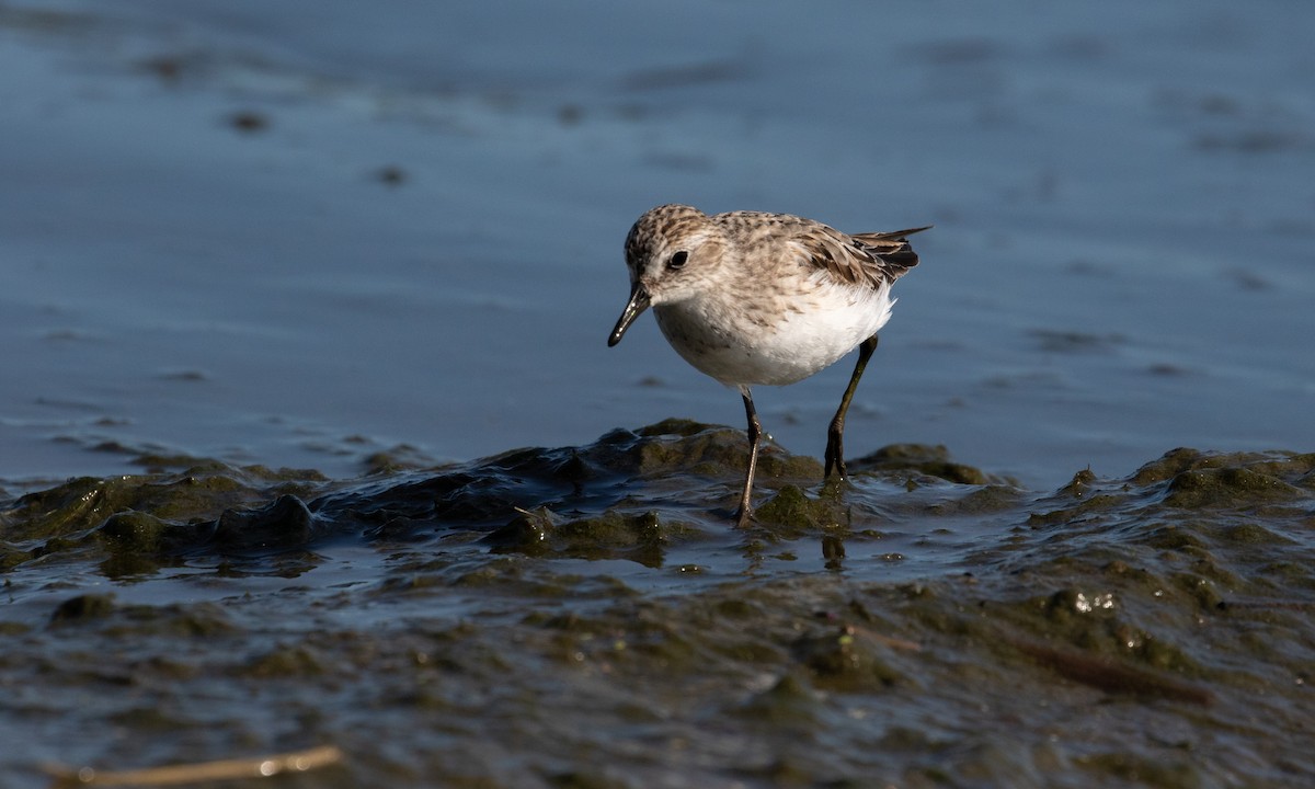 Semipalmated Sandpiper - ML252515871