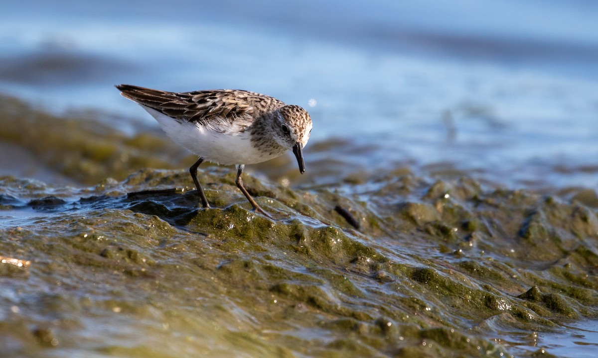 Semipalmated Sandpiper - ML252515901