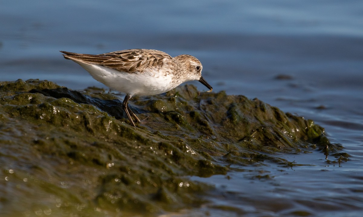 Semipalmated Sandpiper - ML252515931