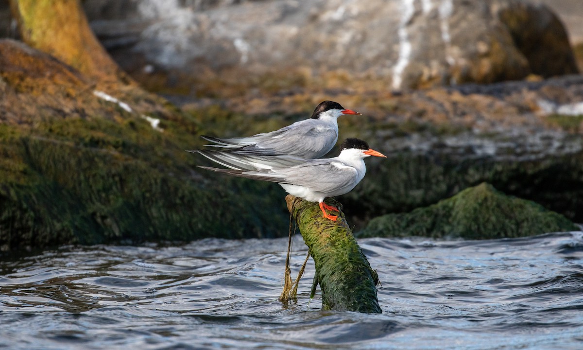 Common Tern - ML252516011