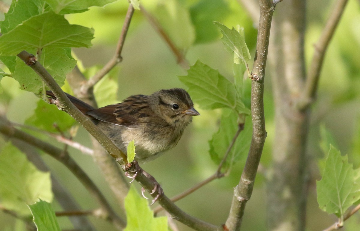 Swamp Sparrow - ML252516141