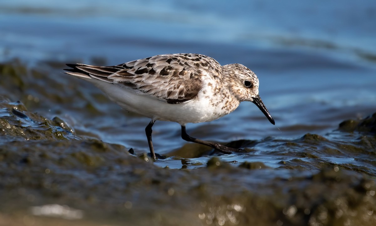 Sanderling - ML252517831