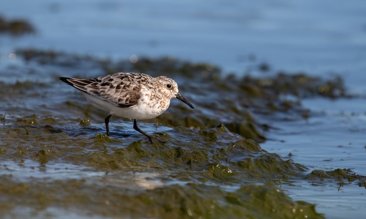 Sanderling - ML252517861