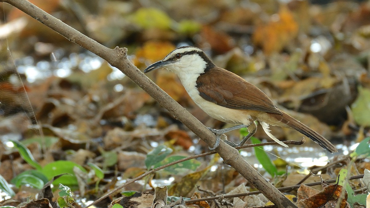 Giant Wren - Miguel Aguilar @birdnomad