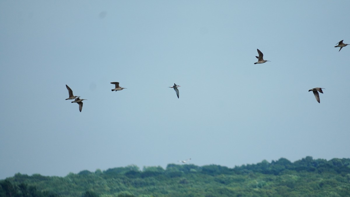 Whimbrel - ML252519791