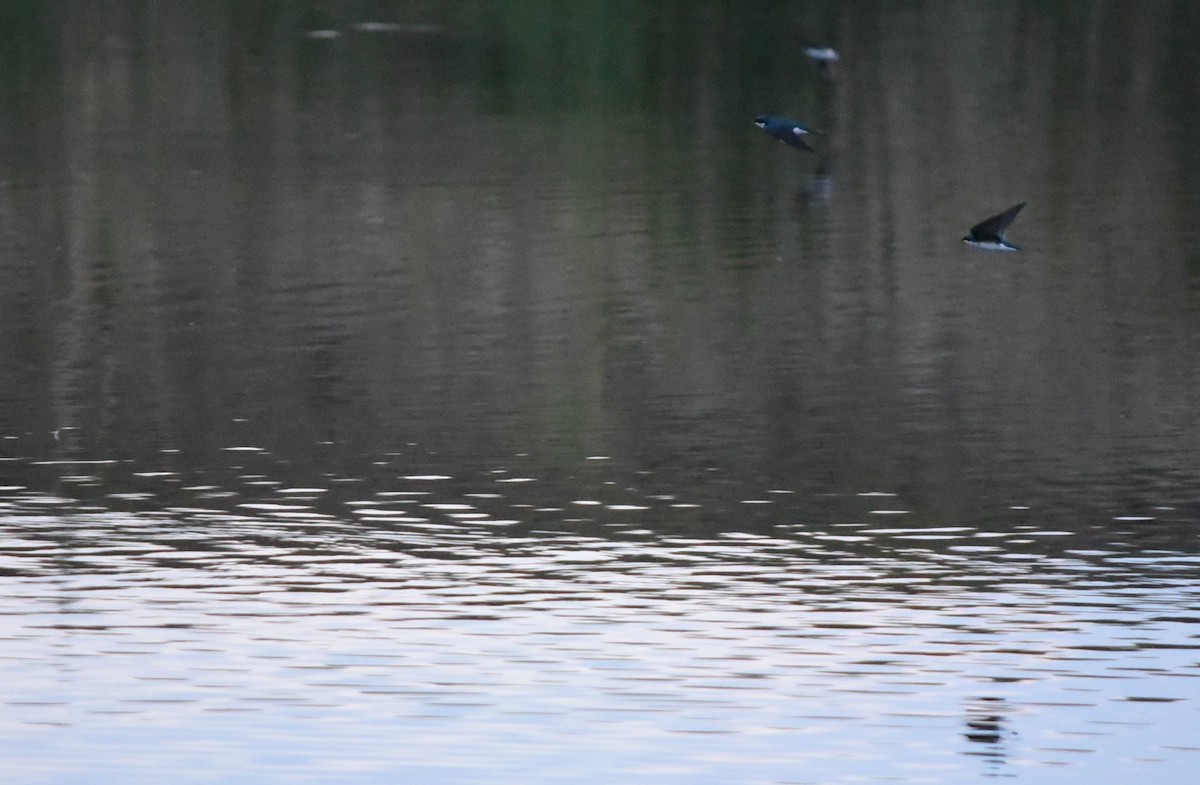 Golondrina Bicolor - ML25252121