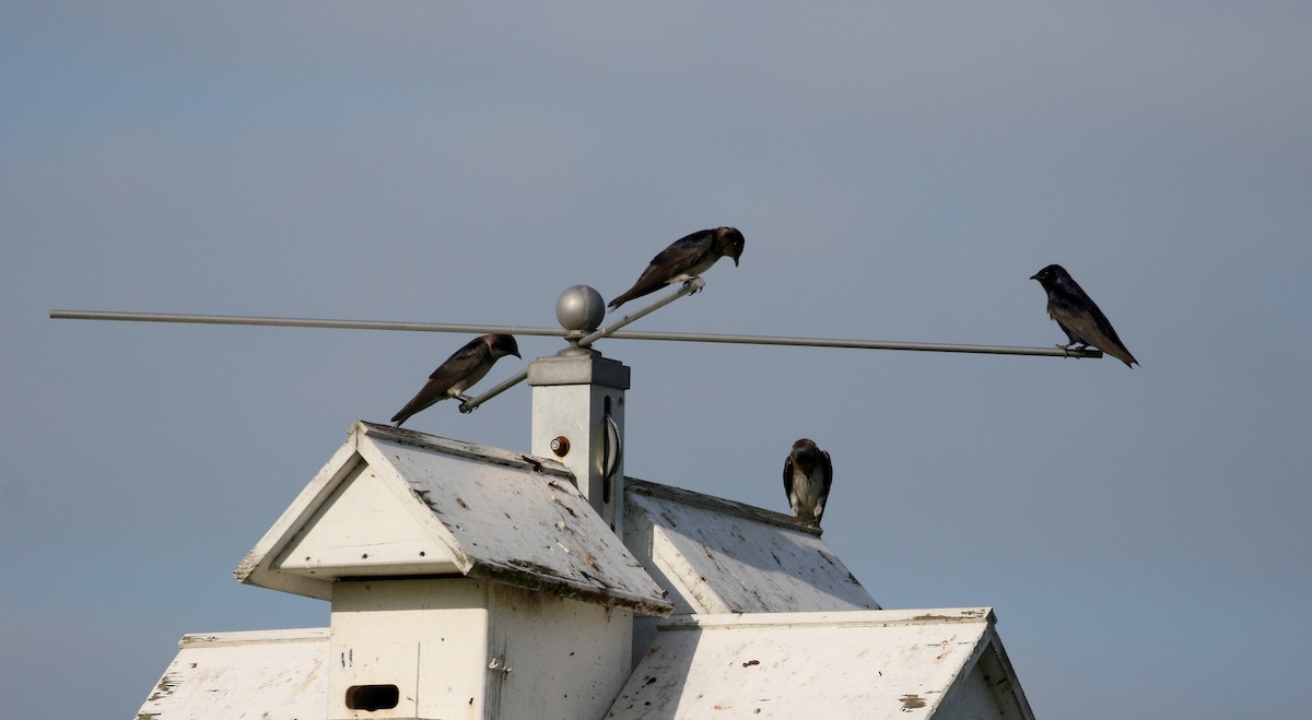 Purple Martin - Jay McGowan