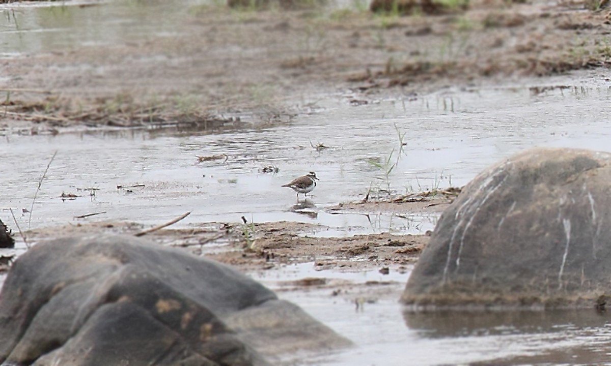 Three-banded Plover - ML252523541
