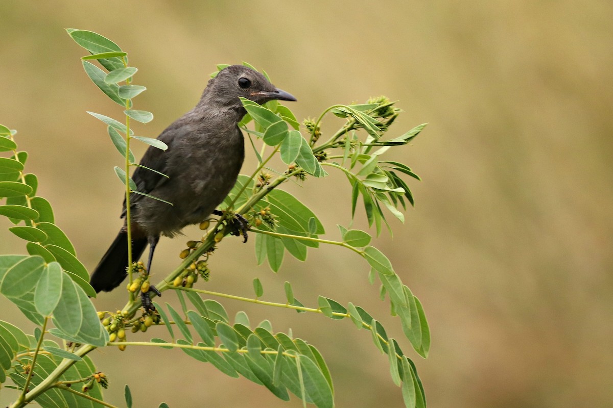 Gray Catbird - ML252524871