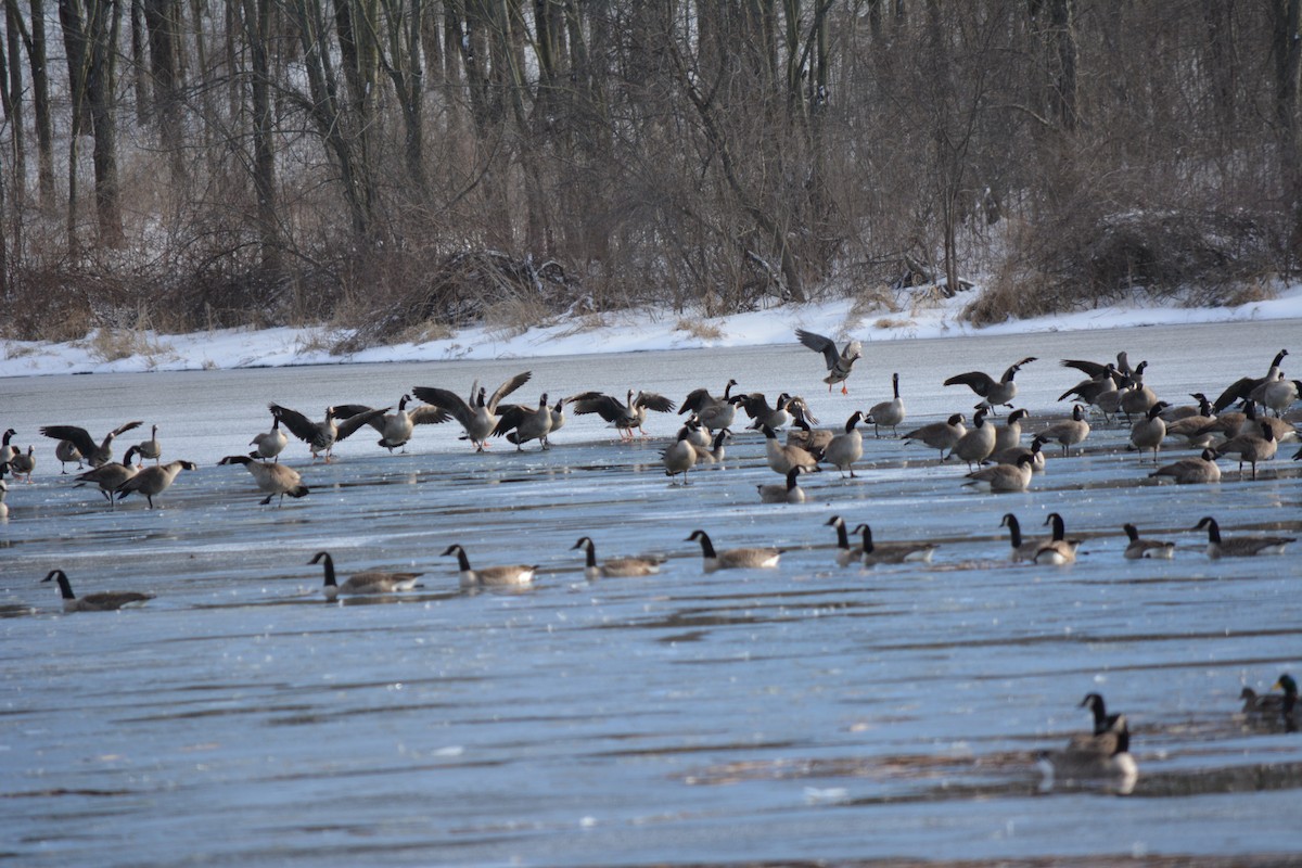 Greater White-fronted Goose - ML25252501