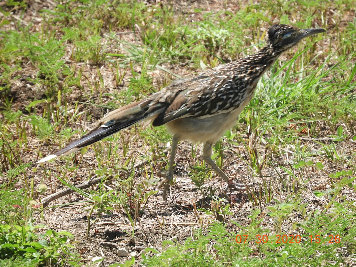 Greater Roadrunner - ML252525971