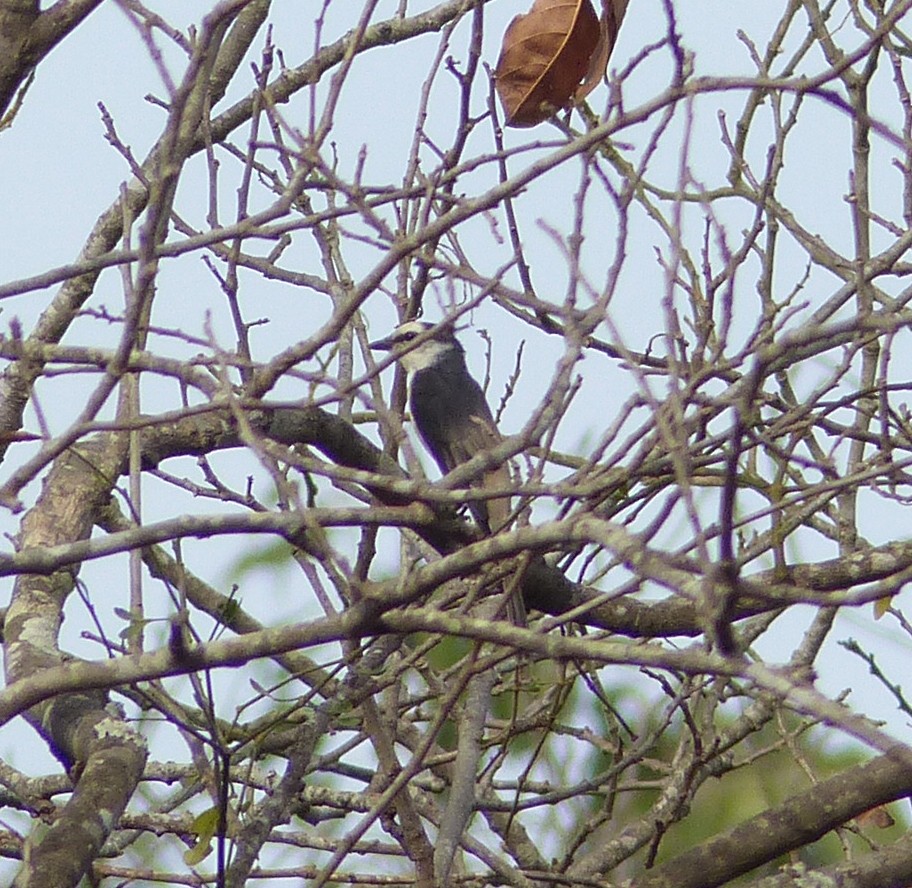 Brown-rumped Minivet - ML25252671