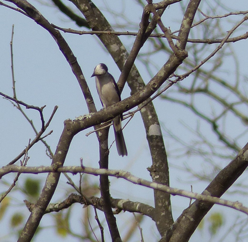 Brown-rumped Minivet - ML25252681