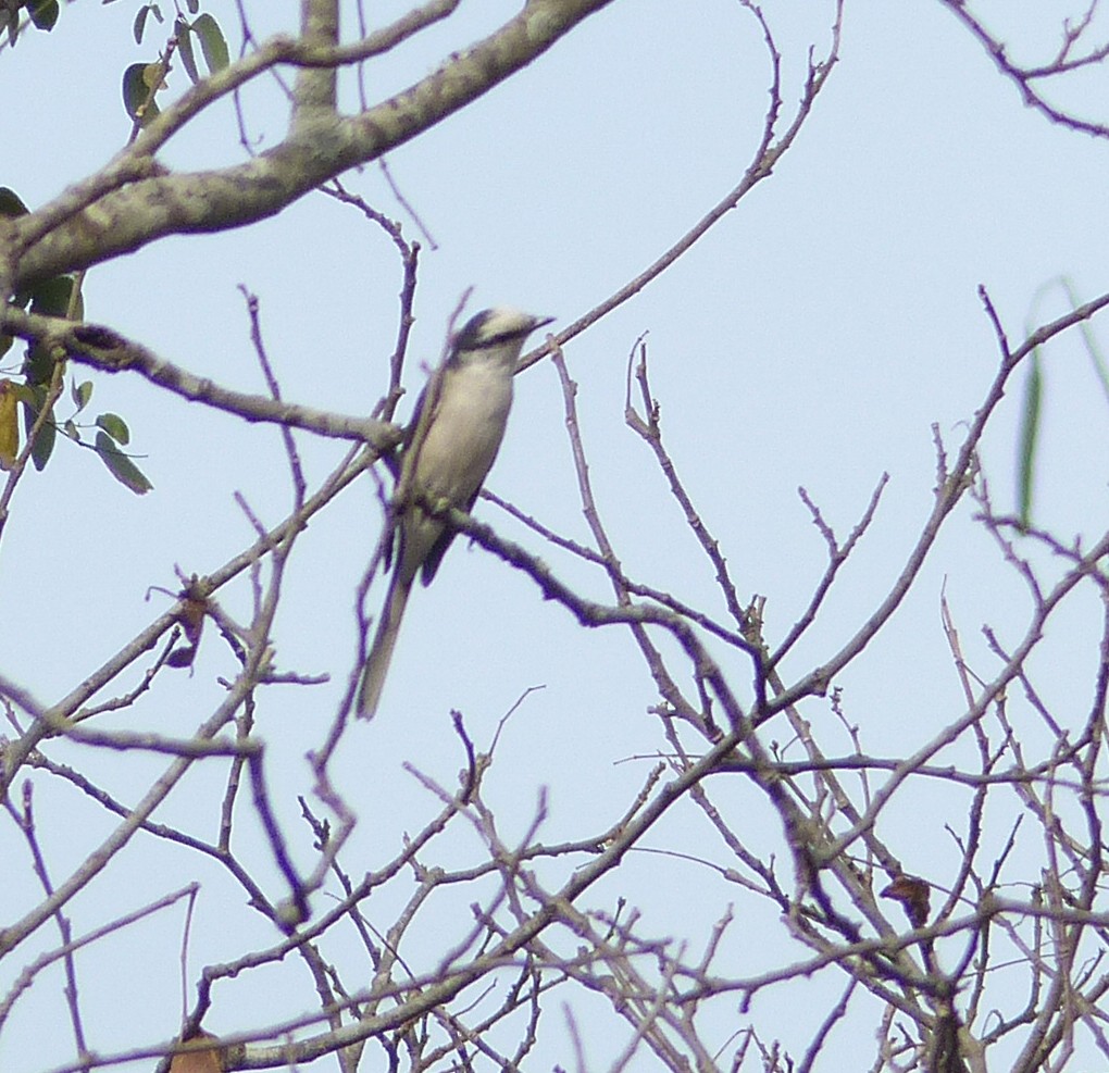 Brown-rumped Minivet - ML25252701