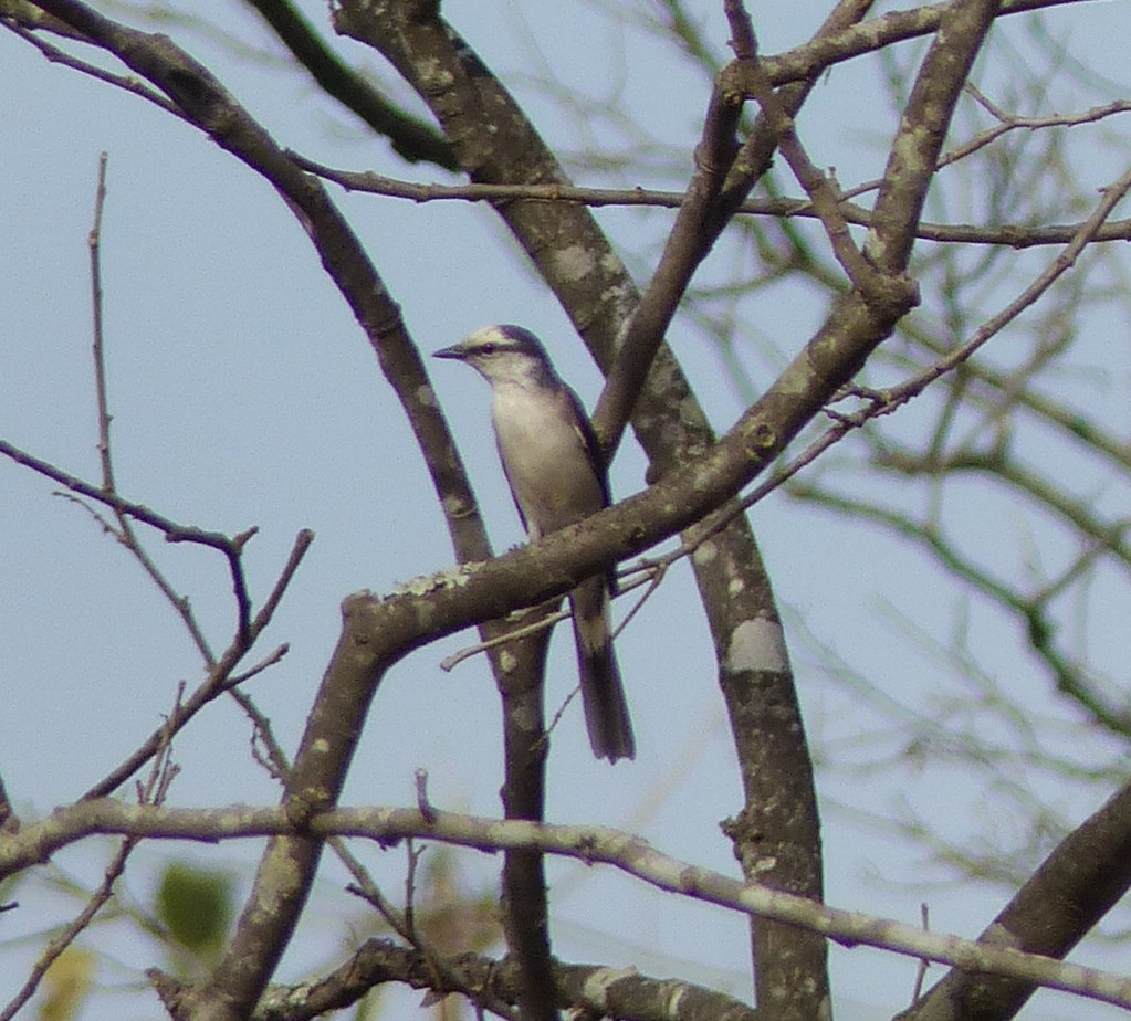 Brown-rumped Minivet - ML25252731