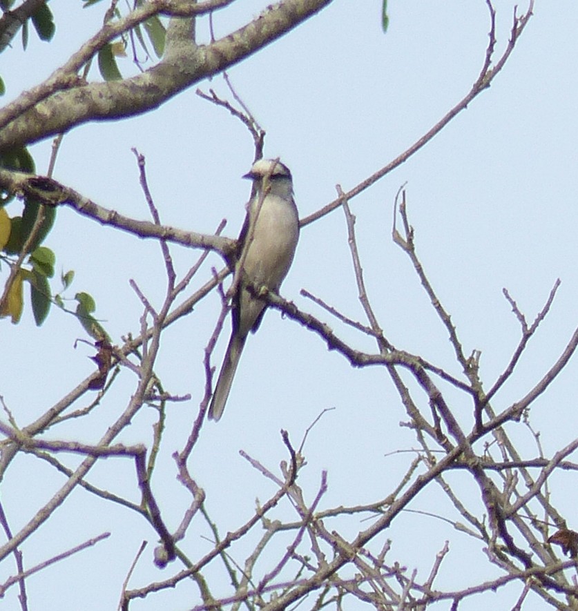 Brown-rumped Minivet - ML25252741