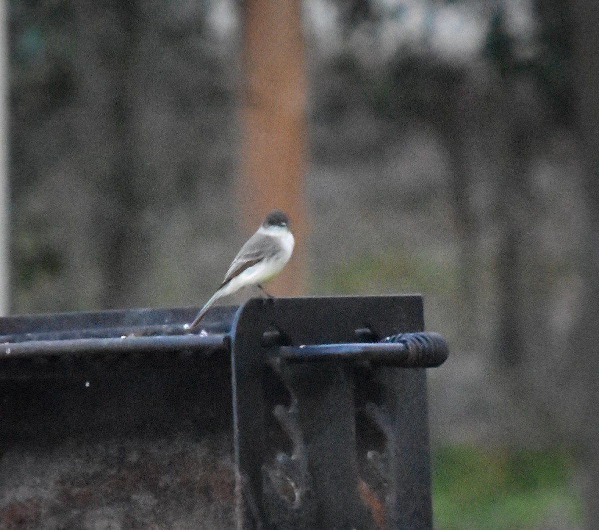 Eastern Phoebe - ML25252791