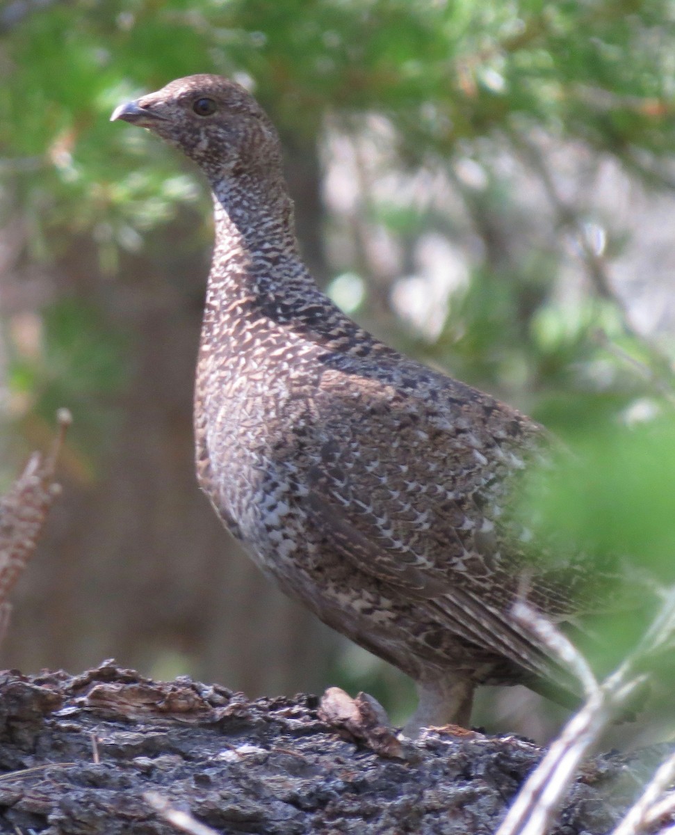 Sooty Grouse - ML252527931