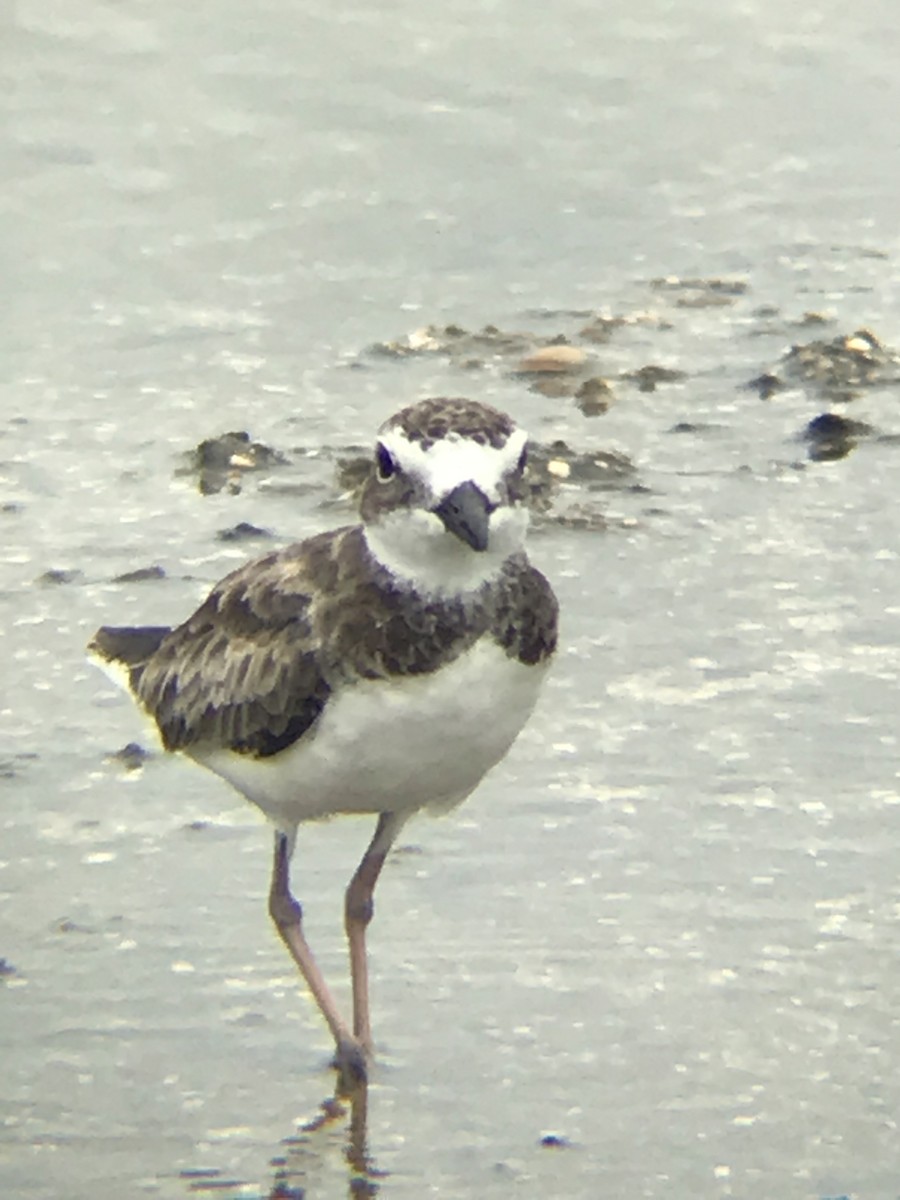 Wilson's Plover - ML252528321