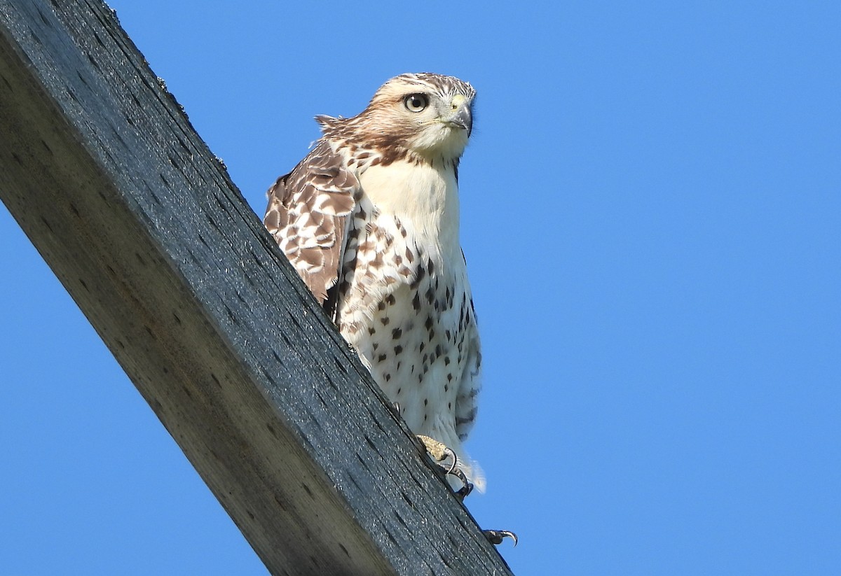 Red-tailed Hawk - ML252528971