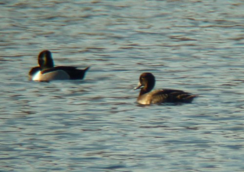 Tufted Duck - ML252530701