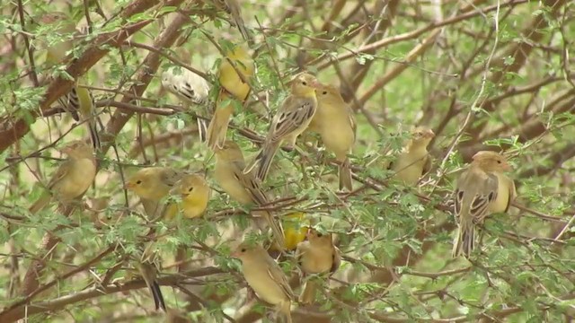 Arabian Golden Sparrow - ML252530981