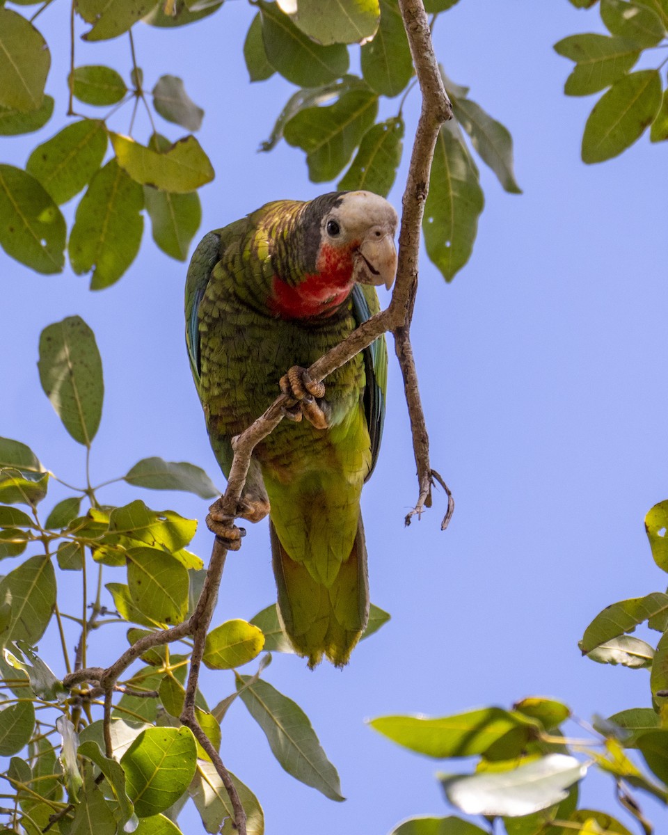 Cuban Parrot - ML252531571