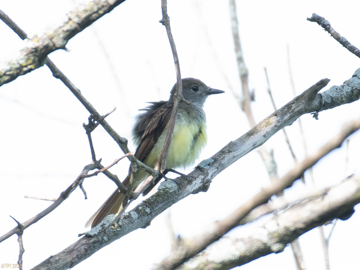 Great Crested Flycatcher - ML252531811